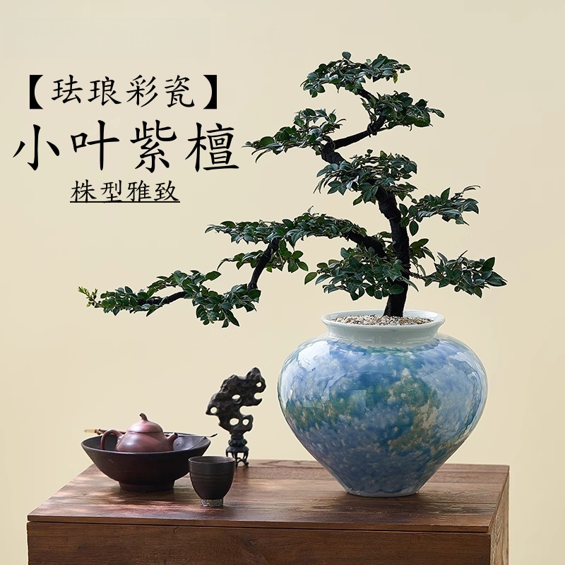 高端小叶紫檀黑骨茶盆景高端盆栽植物室内客厅办公室好养常青绿植