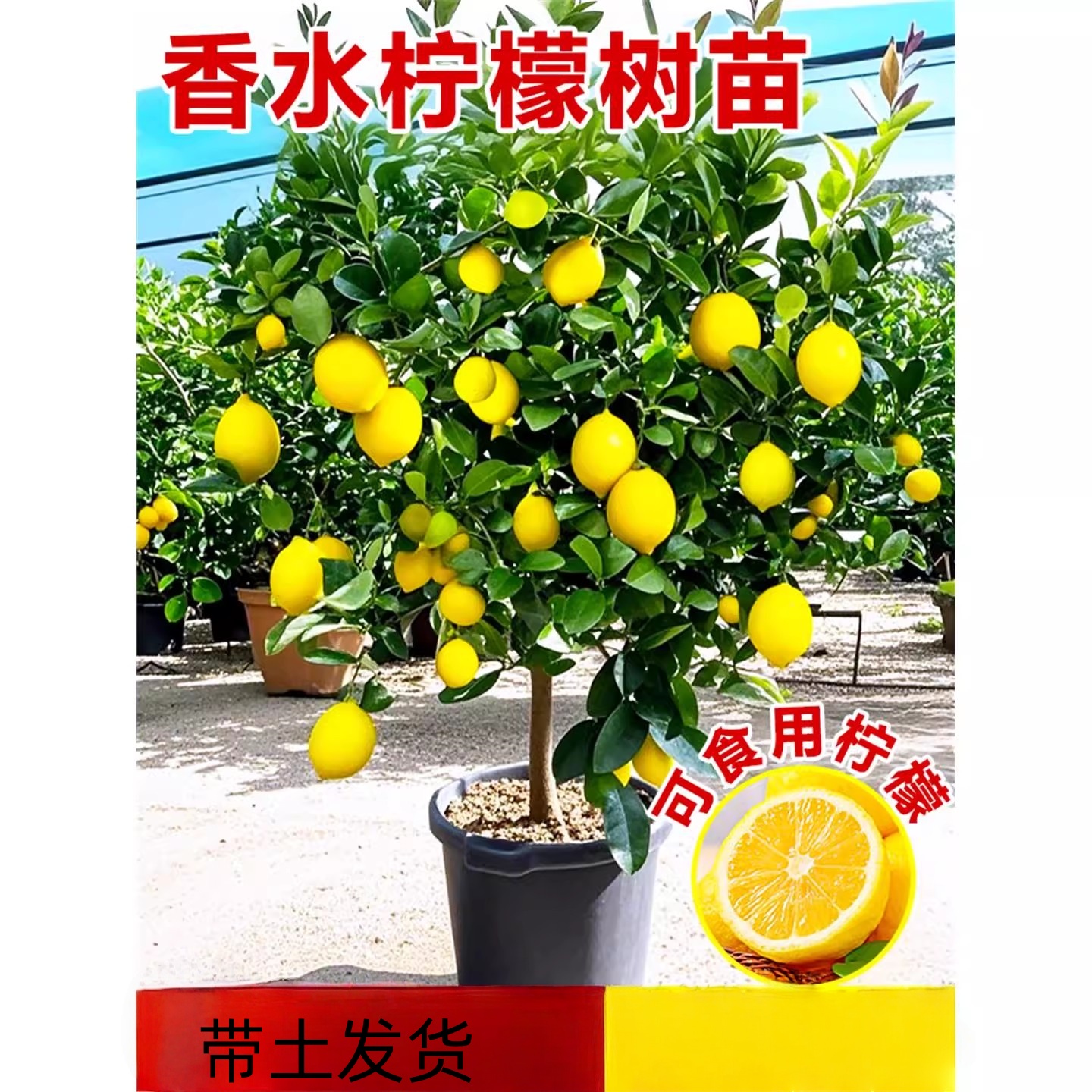 香水柠檬树盆栽带果老桩庭院别墅