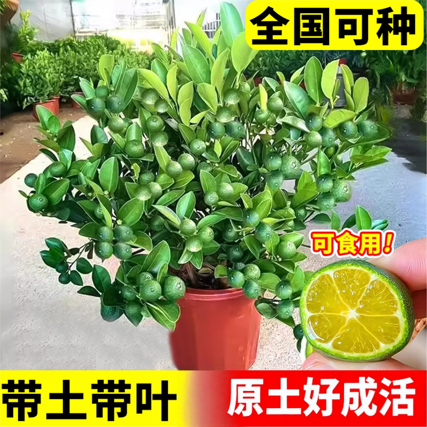 海南小青柠树苗带果香水檬