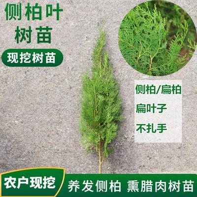 侧柏叶树苗扁枝塔松洗头养