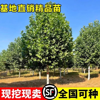 法国梧桐树苗大庭院风景行