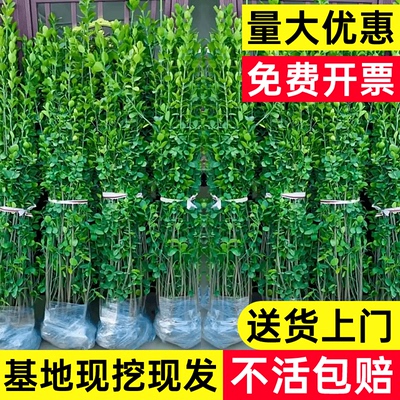 北海道黄杨冬青树苗篱笆墙