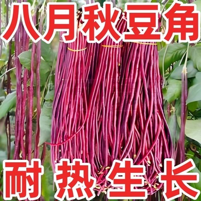 八月乌秋豆角种子搭架爬藤紫豇豆特长红豆角子四季庭院春秋种蔬菜