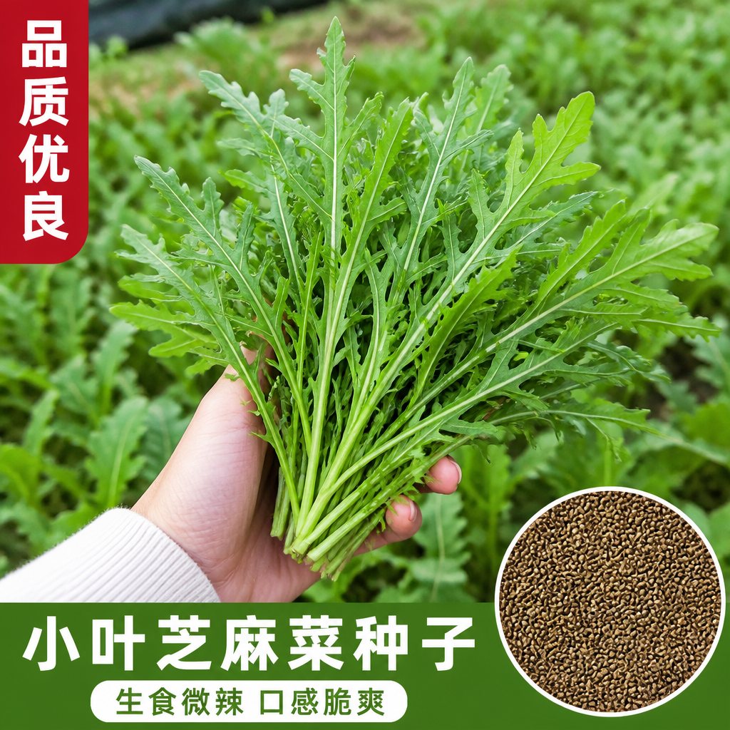 意大利小叶芝麻菜种子四季播
