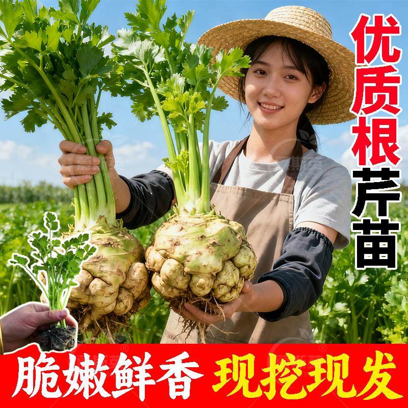 根芹球根芹疙瘩山东地中海根芹耐寒秋冬蔬菜正宗根芹老桩阳台种球,鲜花速递/花卉仿真/绿植园艺,种苗/半成品盆栽,淘宝优惠券,粉丝福利购,淘宝优惠卷