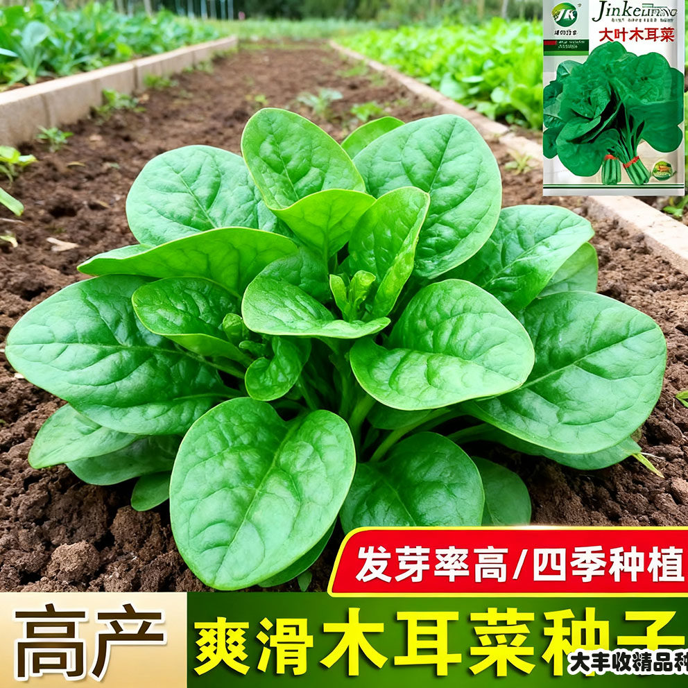 肥厚大叶木耳菜种子蔬菜种籽四季种孑夏季菜苗小青菜阳台盆栽菜种,鲜花速递/花卉仿真/绿植园艺,种苗/半成品盆栽,淘宝优惠券,粉丝福利购,淘宝优惠卷