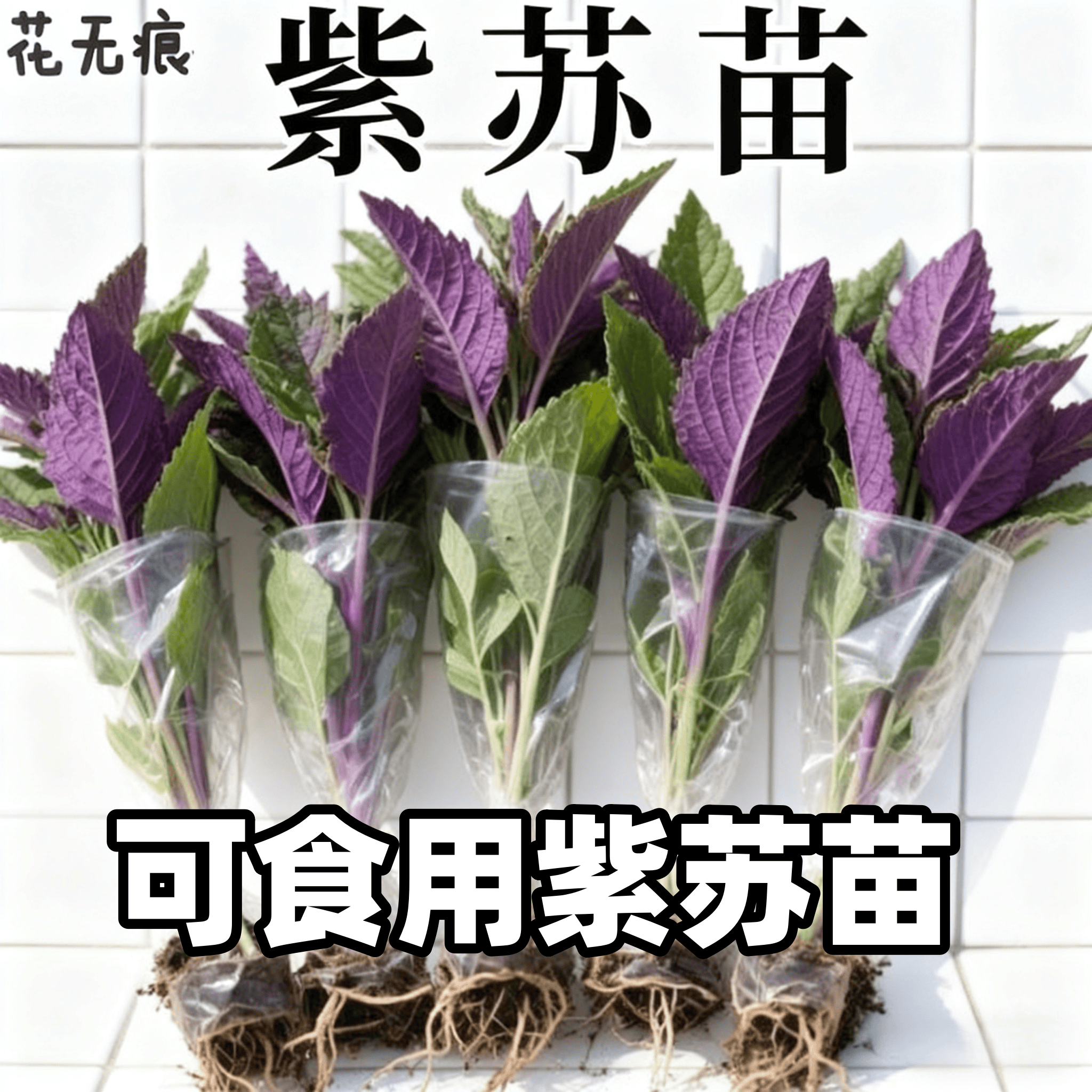 正宗紫苏可食用新鲜紫苏叶鸡冠辣椒香料紫苏子叶新鲜可食用叶子