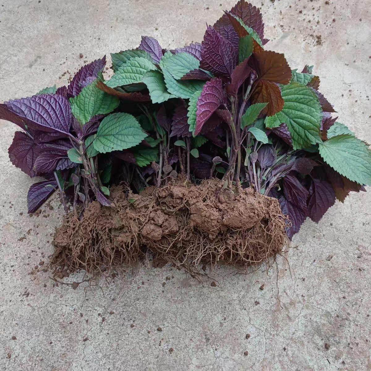 带根绿植紫苏苗带土球 紫苏老品种 食用紫苏苗紫苏盆栽可食用,鲜花速递/花卉仿真/绿植园艺,藤本/攀援植物,淘宝优惠券,粉丝福利购,淘宝优惠卷