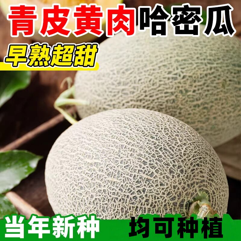 正宗新疆哈密瓜种子四季甜瓜种子