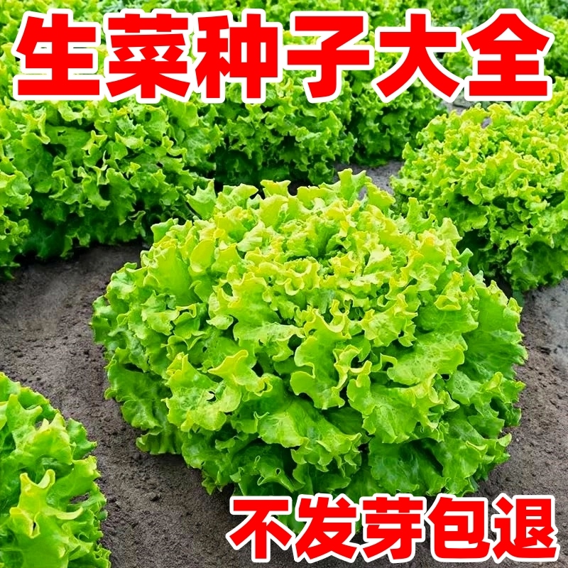 意大利奶油生菜种子四季播种耐寒抗热耐抽苔阳台盆栽蔬菜种孑大全