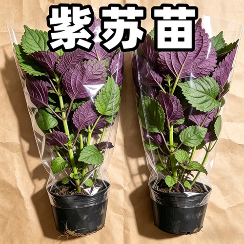 农家紫苏苗带根带土浓香