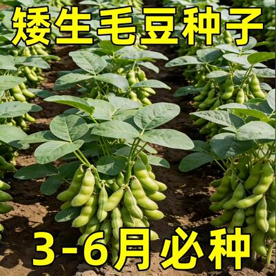 早熟高产抗病非转基因毛豆种子