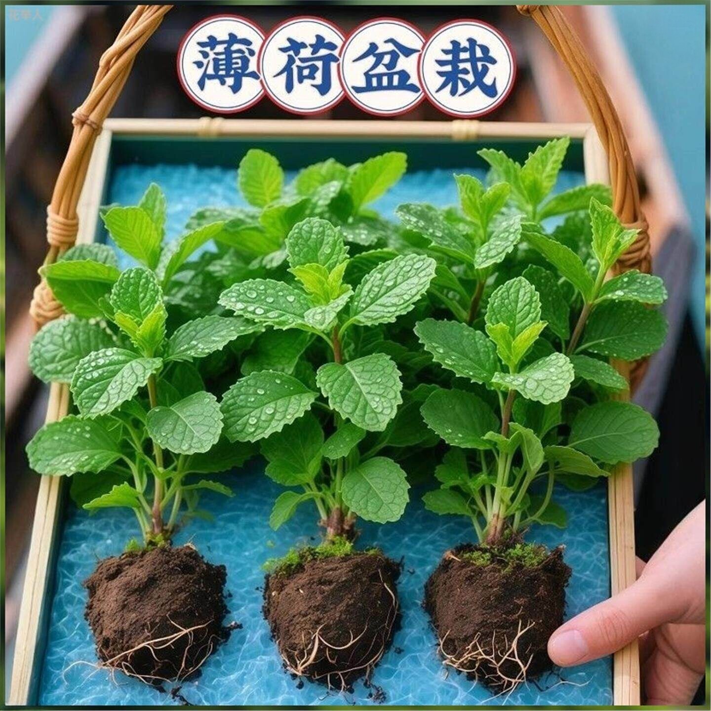 可食用薄荷苗清香易养盆栽水培
