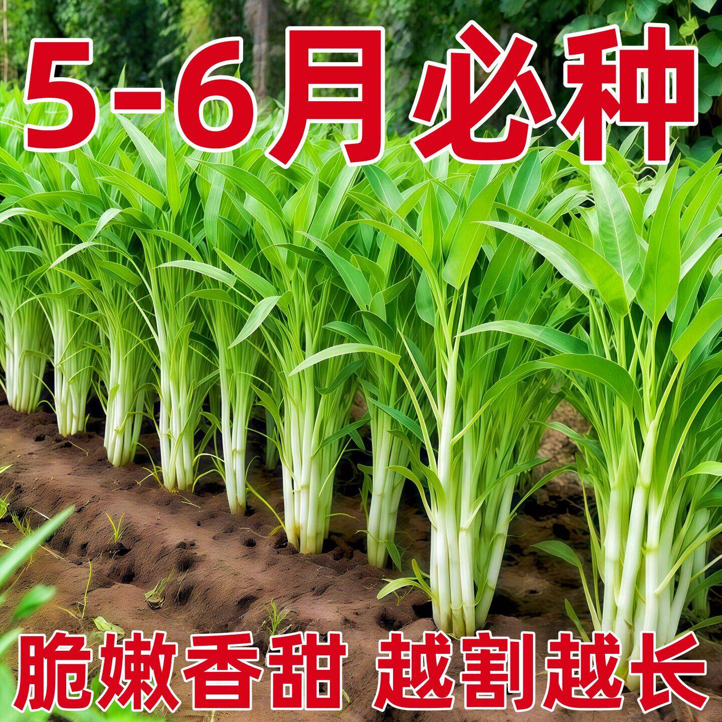 柳叶三叉空心菜种子阳台盆栽