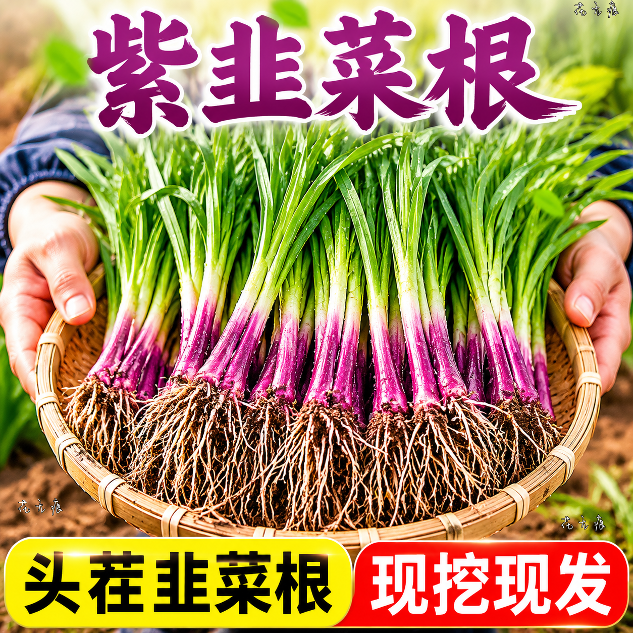 韭菜根苗现挖宽叶紫红根韭菜苗四季农家本土阳台盆栽种菜籽蔬菜苗