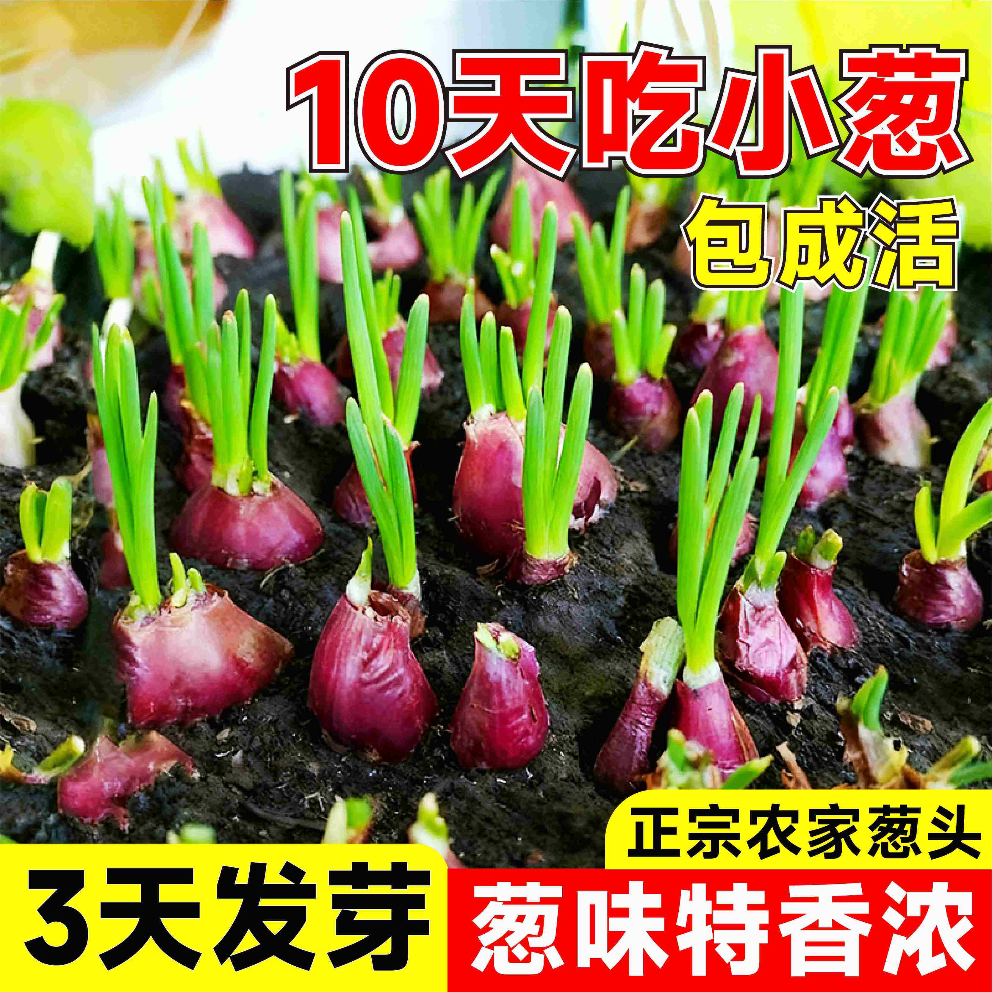 正宗四季香葱种子及种苗