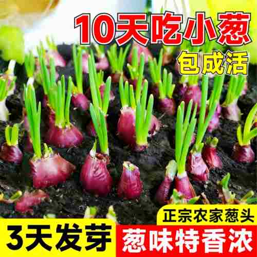 正宗四季香葱种子及种苗