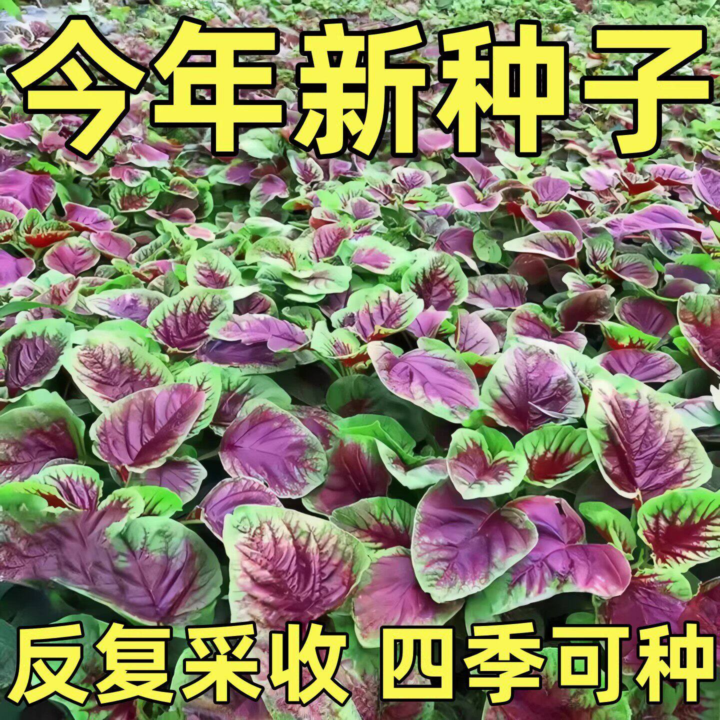 苋菜种子老品种四季可种