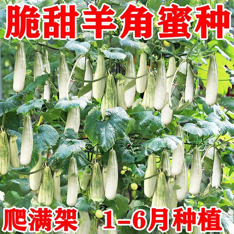 羊角蜜甜瓜种子水果种籽高产四季播原装冰糖子绿宝石种子大全