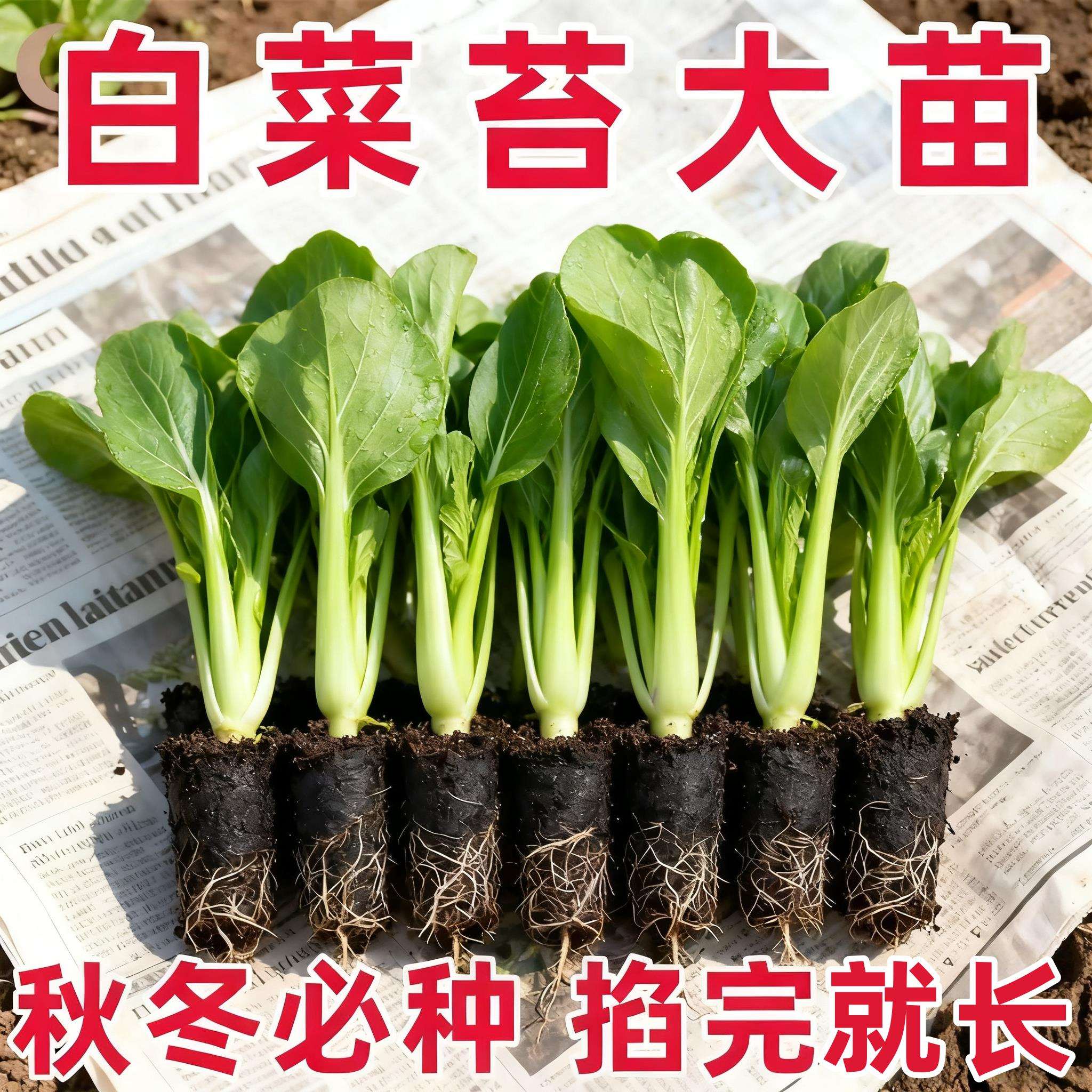 四季耐寒白菜苔秧苗脆甜爽口苔粗菜心农家小院可种植带土蔬菜秧苗