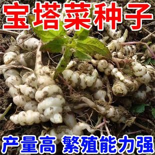 高产宝塔菜种籽多年生难荒菜种子地牯牛螺丝菜春季种子全国适植