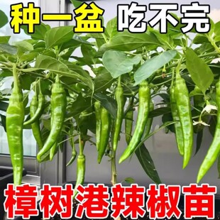 湖南正宗樟树港原种辣椒苗种子农家带土薄皮早熟高产蔬菜籽树秧苗