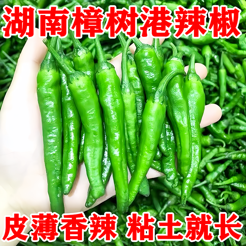 樟树港辣椒种子辣味浓郁四季播