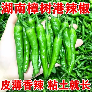 【樟树港辣椒种子】春秋播辣椒种子辣味浓郁家庭阳台小院四季种植
