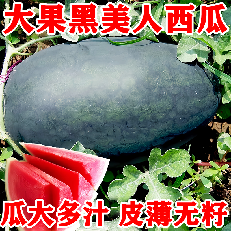 超甜大果黑美人无籽西瓜种子