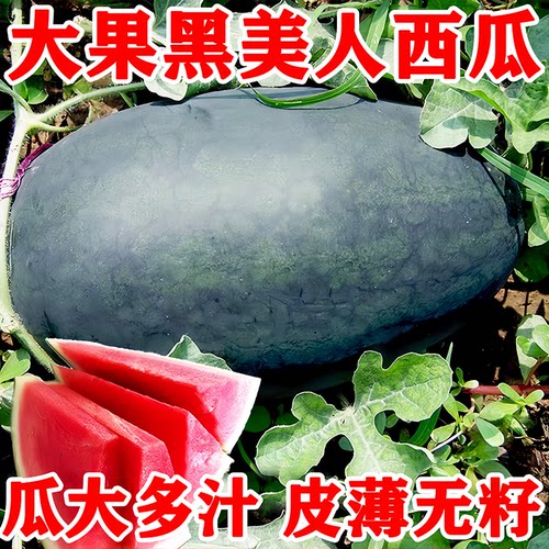 超甜大果黑美人无籽西瓜种子