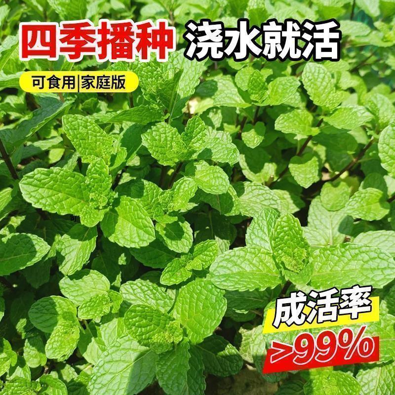 可食用薄荷种籽籽留兰香柠檬猫薄荷苗四季播种室内阳台盆栽花种孑