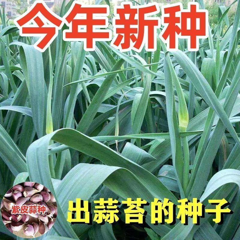 农家独苗蒜种子寒蒜薹蒜川蒜高产出苔蒜苔种子早熟硬叶蒜蒜苗种子