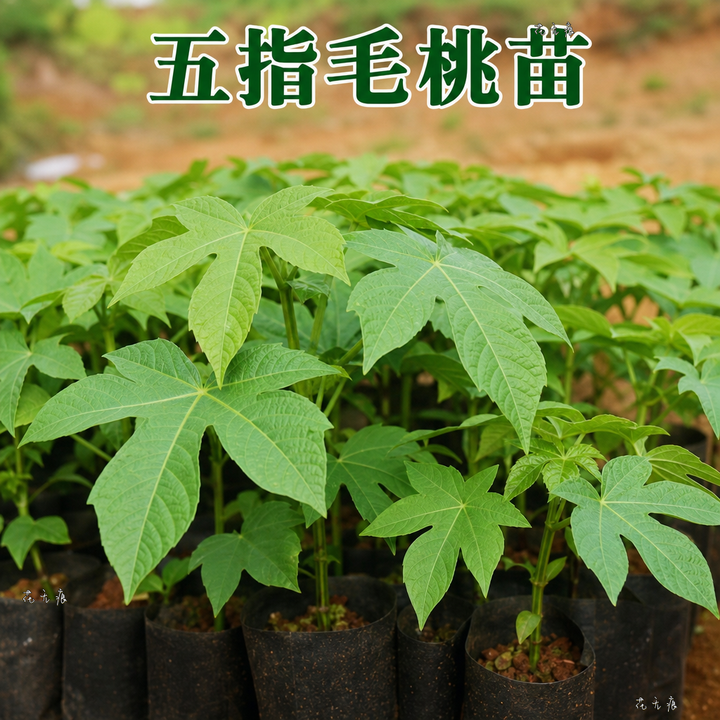 正宗五指毛桃苗带土带叶中药材