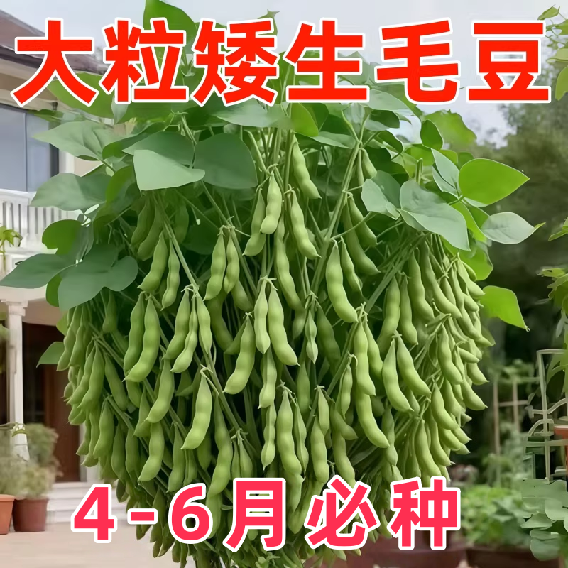 早熟非转基因高产抗病毛豆种子