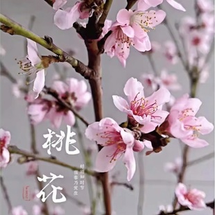 重瓣桃花枝鲜切单瓣水养插瓶花期长年宵花粉色桃花昆明顺丰直发