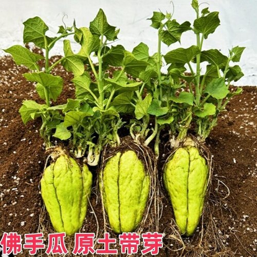 苗佛手瓜带芽种子四季盆栽