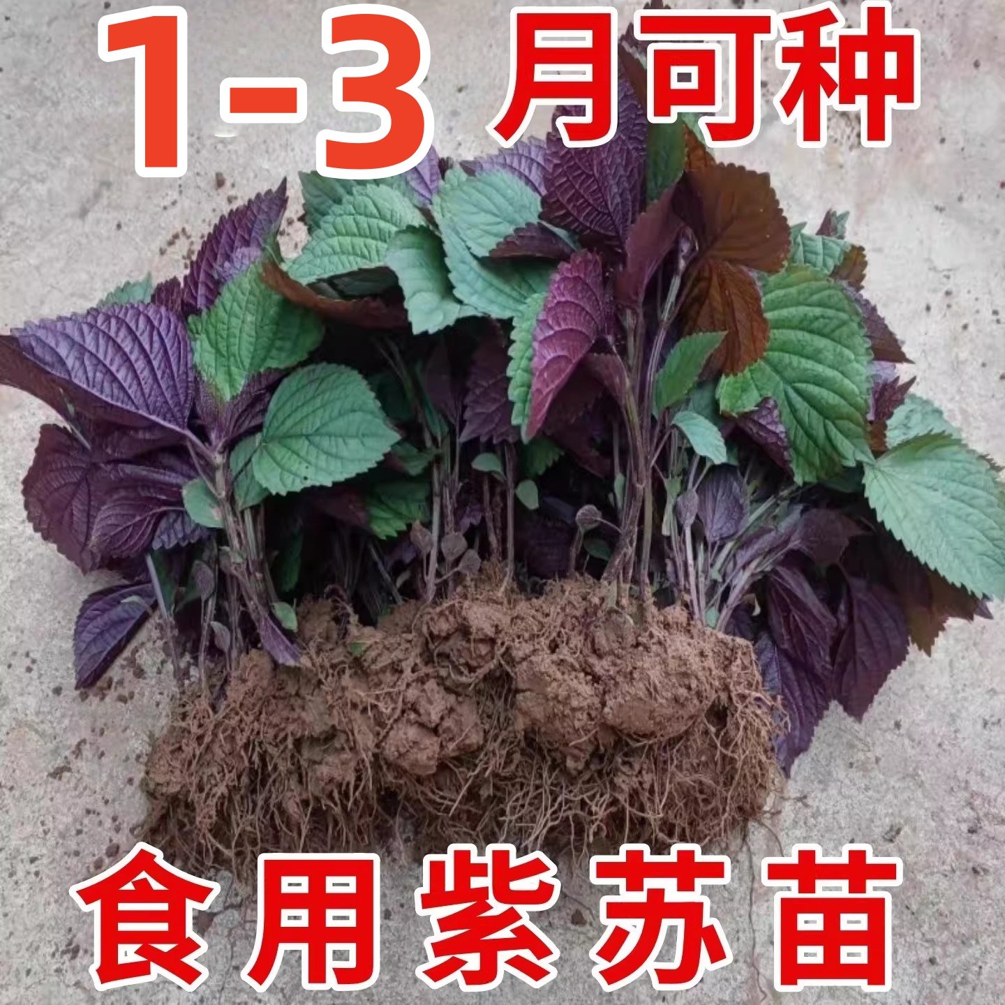 带根绿植紫苏苗带土球 紫苏老品种 食用紫苏苗紫苏盆栽可食用紫苏,鲜花速递/花卉仿真/绿植园艺,红掌/凤梨/温室花卉,淘宝优惠券,粉丝福利购,淘宝优惠卷
