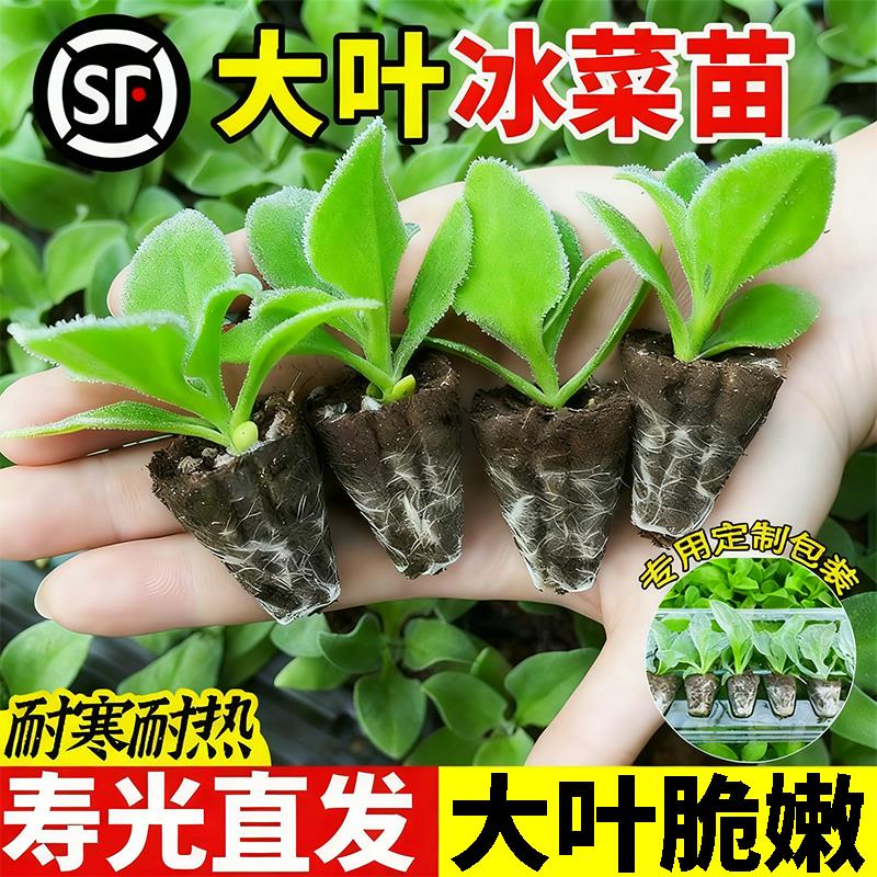 超大冰粒正宗水晶冰菜苗秧带土球大叶水晶冰草苗种子高产四季盆栽