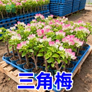 三角梅大苗勤花品种庭院阳台好养活重瓣花卉多季开花爬藤绿植植物