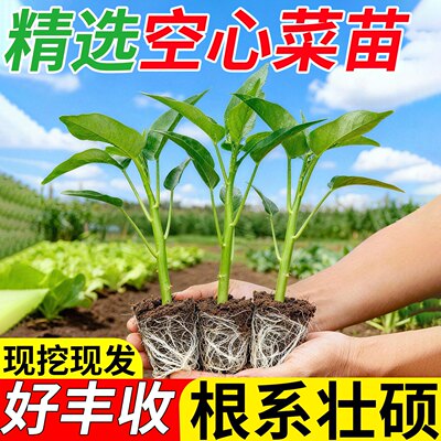 三叉空心菜带根苗阳台盆栽