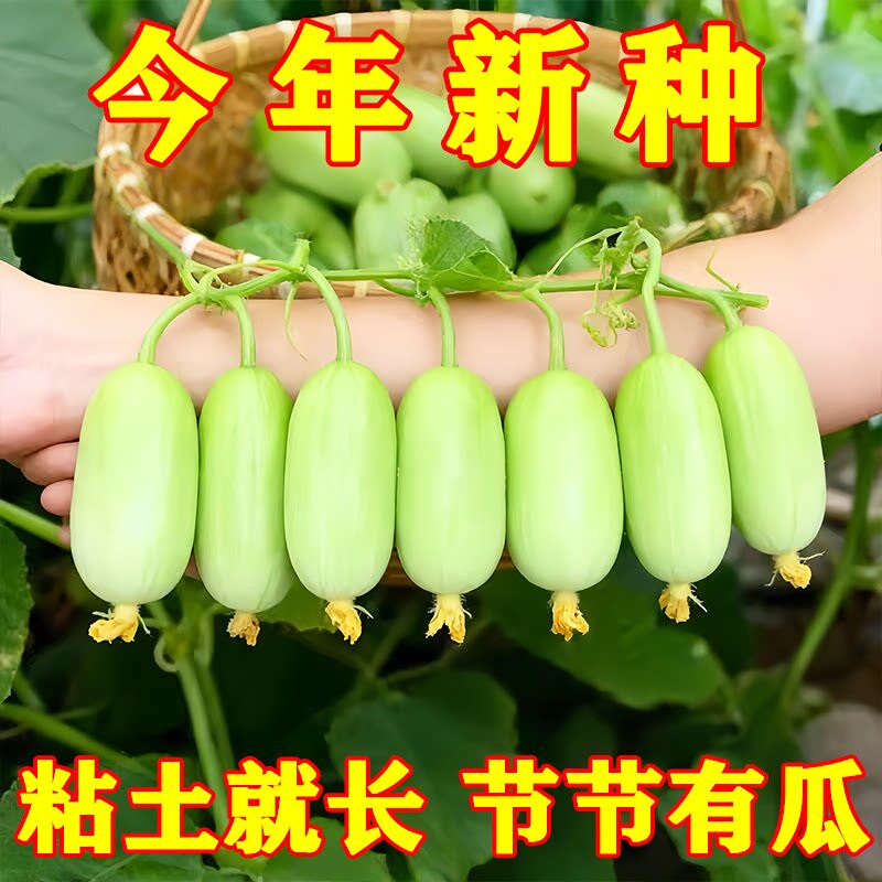 玉女水果黄瓜种子家庭阳台盆栽水果黄瓜奶油小黄瓜春播四季高产
