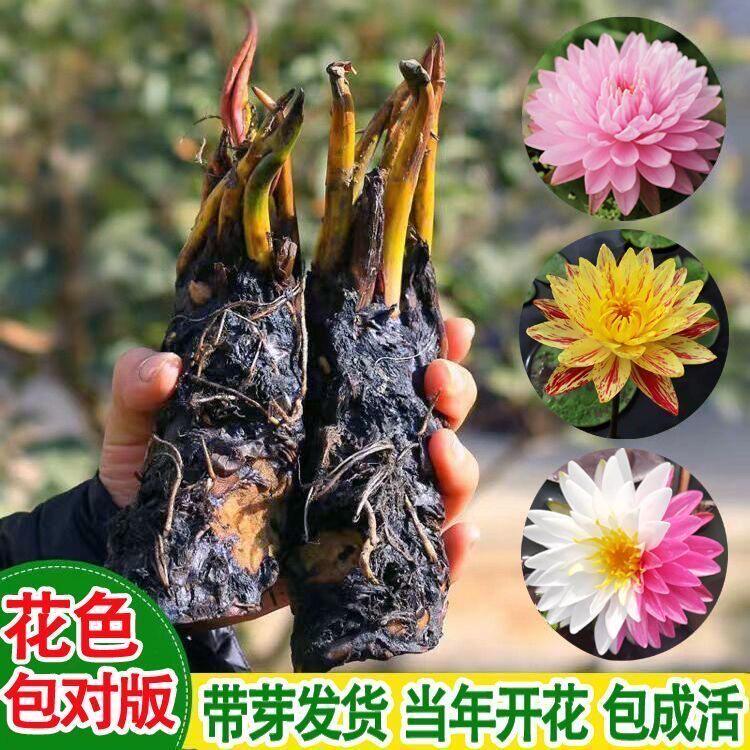 香水睡莲荷花水培根茎四季开花