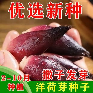 耐寒食用洋荷芽种子阳菏四季蔬菜洋荷笋洋霍阳合洋姜荷洋河种子