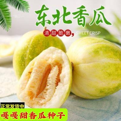 嘎嘎甜东北香瓜种子含糖量高