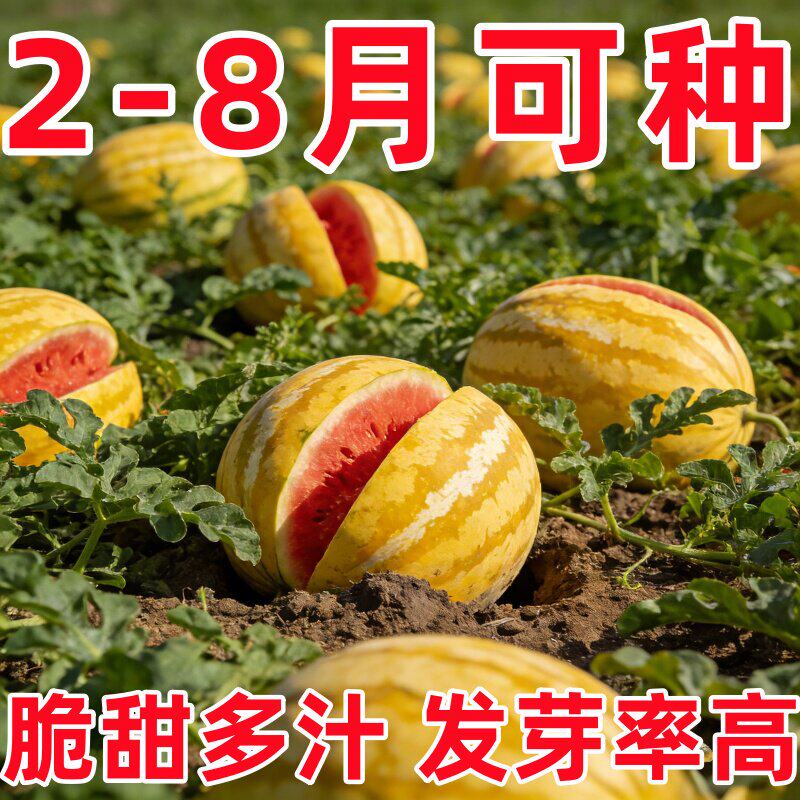 黄皮红心西瓜种子四季早熟多茬