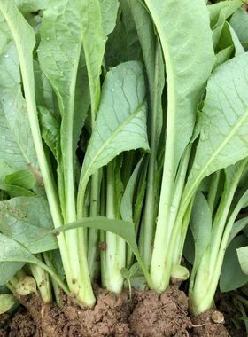 广东正宗高州甜油麦菜种子急速发货 软囗香甜油麦菜新鲜四季蔬菜
