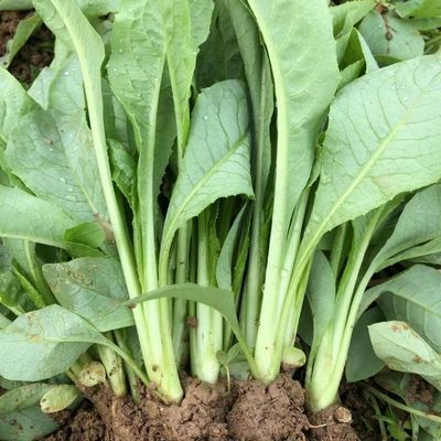 广东正宗高州甜油麦菜种子急速发货 软囗香甜油麦菜新鲜四季蔬菜
