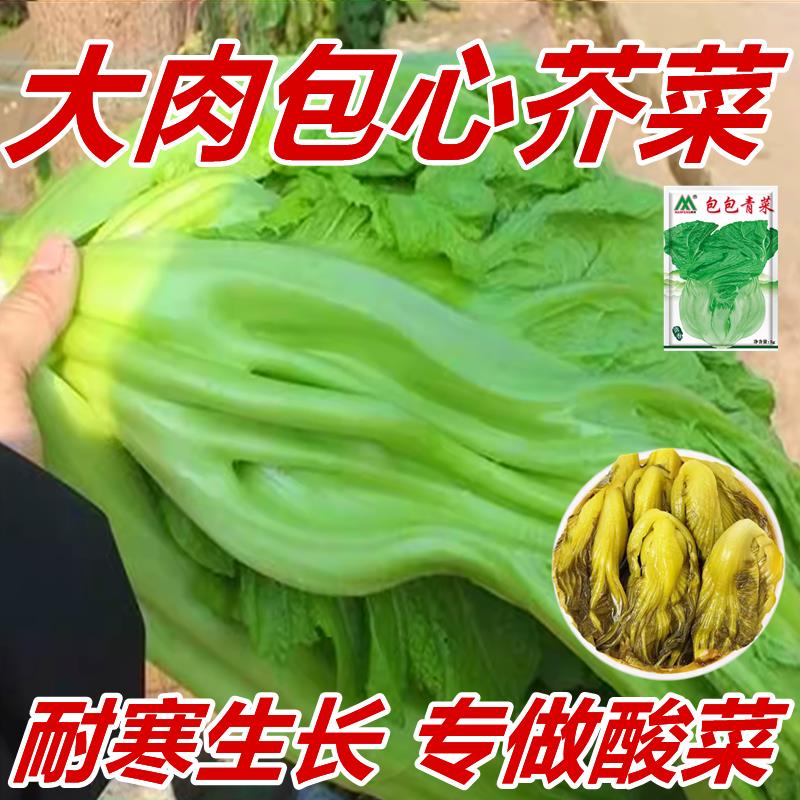 大肉包心芥菜种子四川泡菜青菜酸菜种子南方盆栽阳台四季蔬菜种子