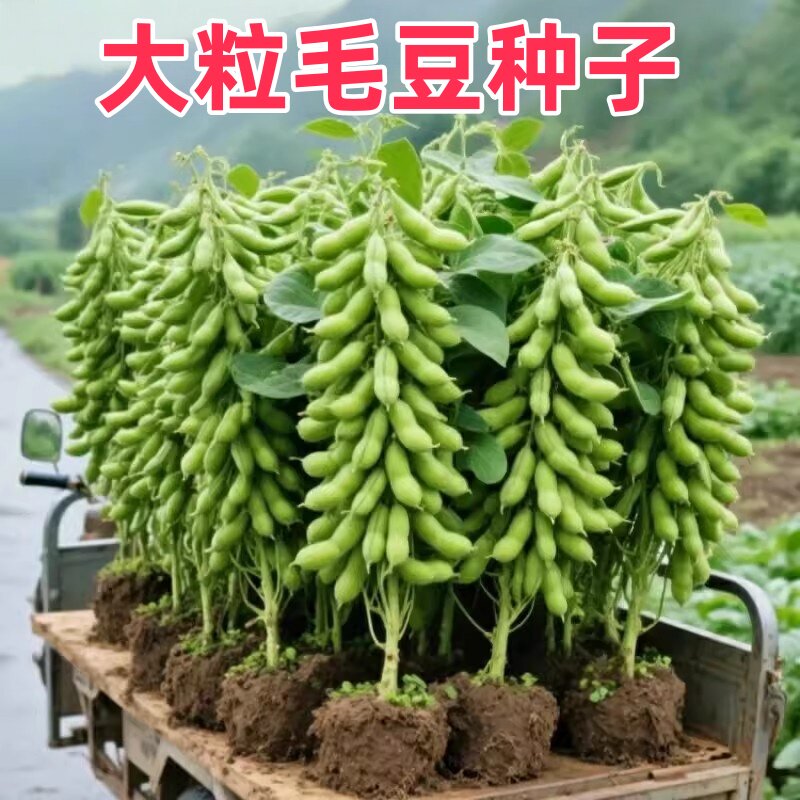 特早熟大粒矮生毛豆种子高产