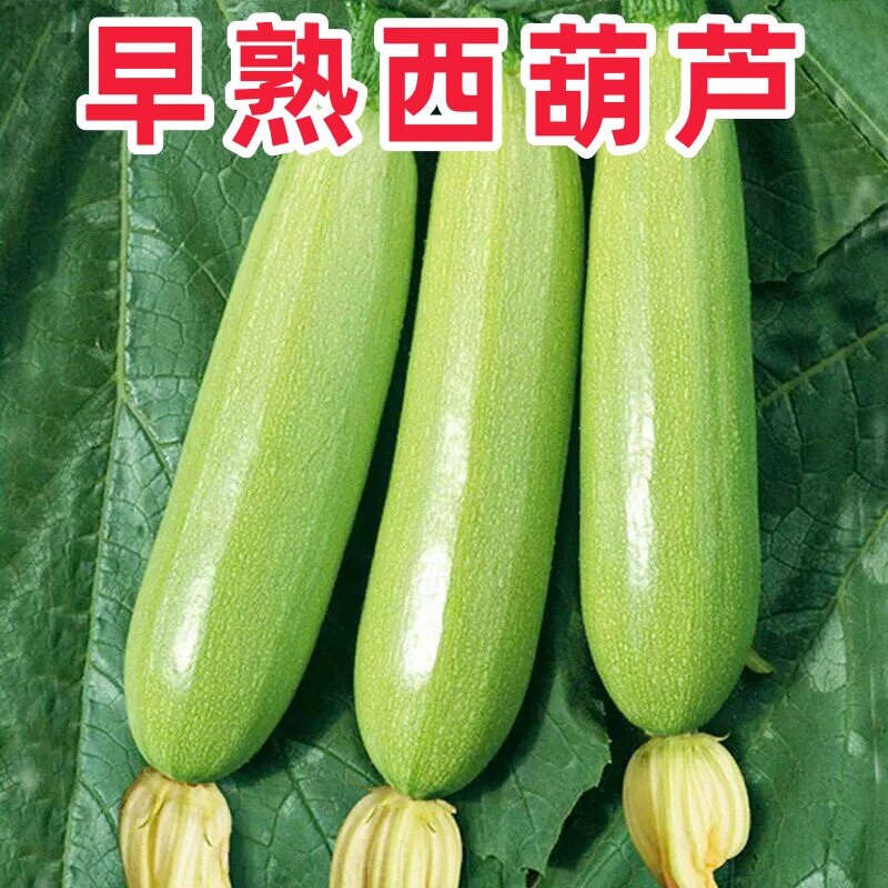 奶油西葫芦种子生吃水果笋瓜种籽耐热小白瓜角瓜熏瓜荨瓜菜瓜籽种